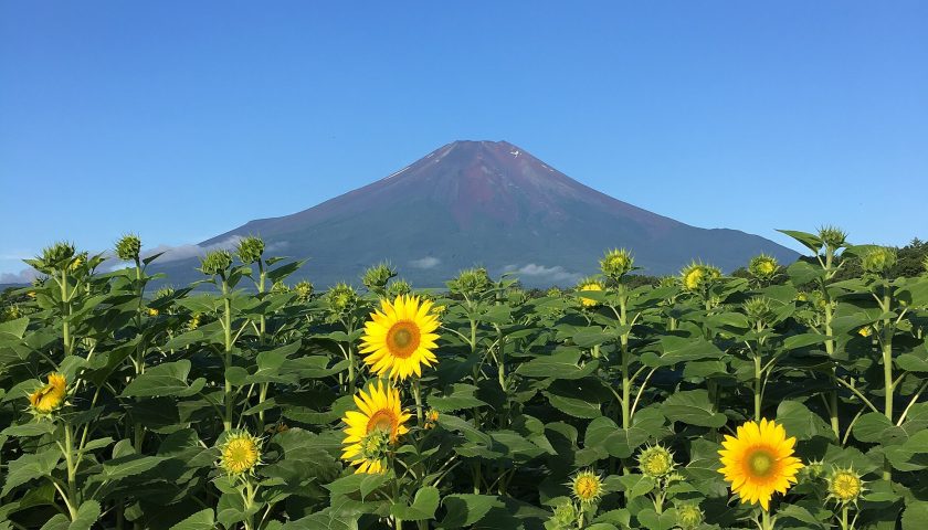 山梨県の絶景スポット「山中湖花の都公園」