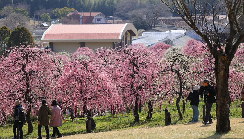 愛知県の絶景スポット「名古屋市農業センター しだれ梅園」