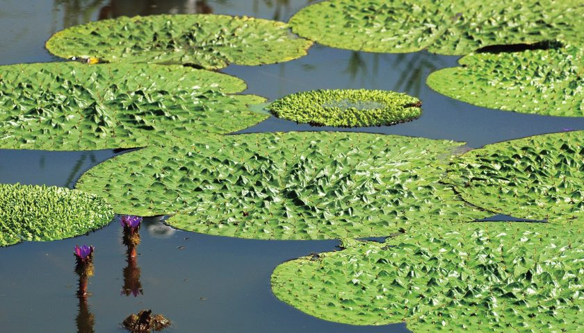 新潟県の絶景スポット「福島潟のオニバスと夏の潟」