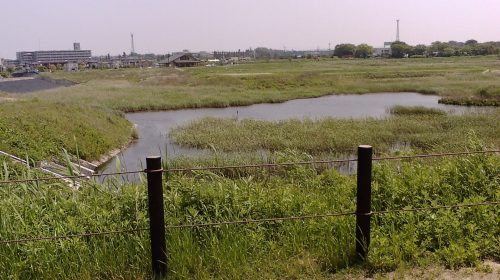大柏川第一調節池緑地の絶景写真