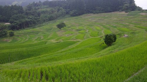 大山千枚田の絶景写真