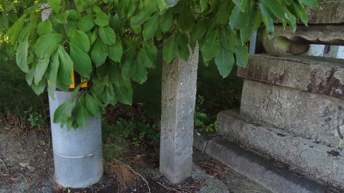 鷺ノ森城の絶景写真