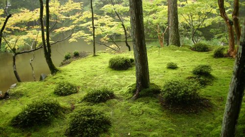 西芳寺の絶景写真