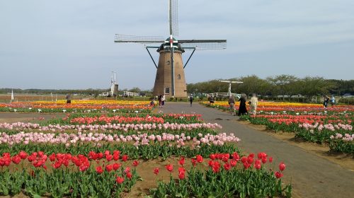 佐倉ふるさと広場 ひまわり畑の絶景写真