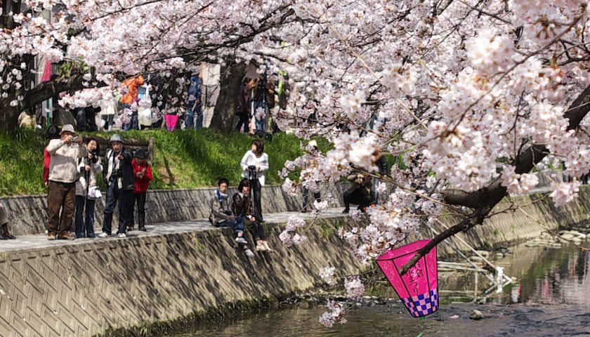 愛知県の絶景スポット「五条川の桜並木」