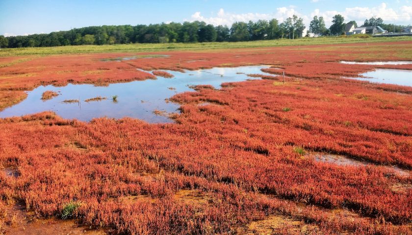 北海道の絶景スポット「能取湖のサンゴ草」