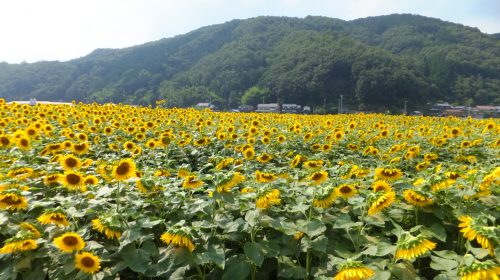 南光ひまわり畑の絶景写真