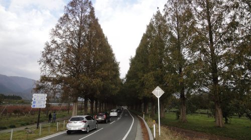 マキノ高原 メタセコイア並木の絶景写真
