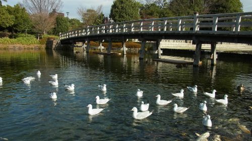 白鳥庭園の絶景写真