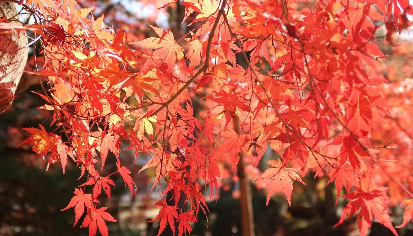 岐阜県の絶景スポット「曽木公園」
