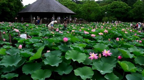千葉公園 大賀ハスの絶景写真