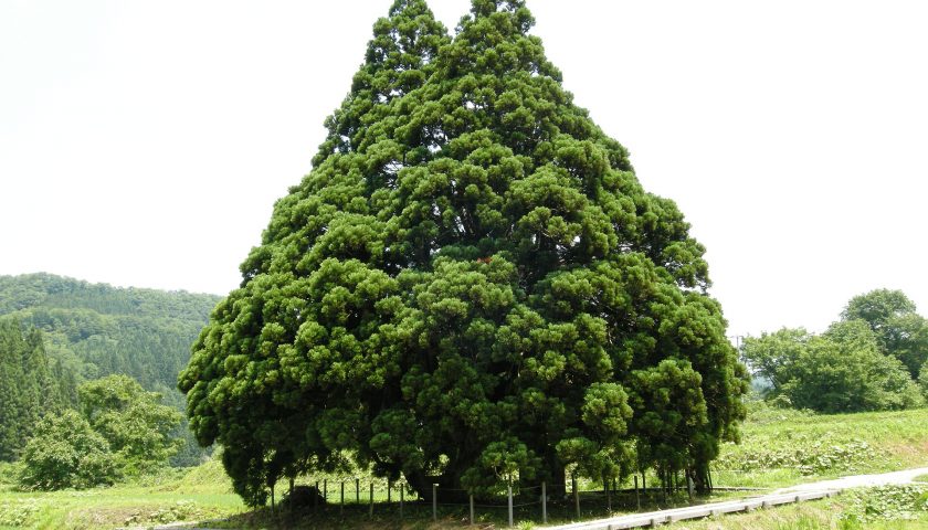 山形県の絶景スポット「小杉の大杉」
