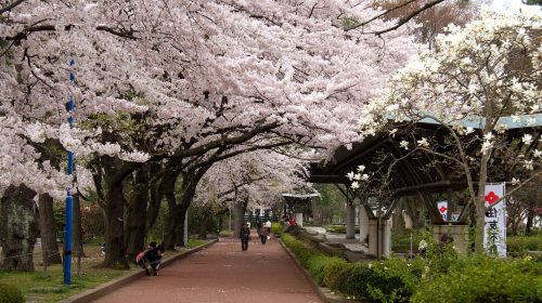 榴岡公園の絶景写真