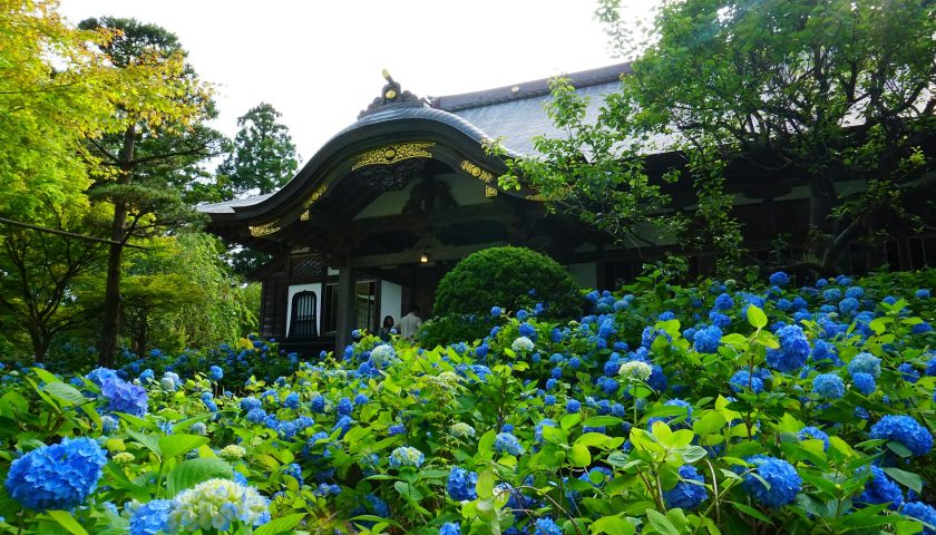 秋田県の絶景スポット「雲昌寺のあじさい」