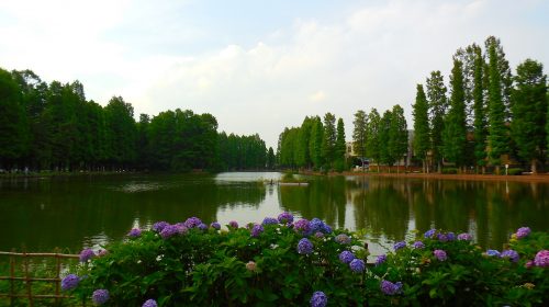 別所沼の絶景写真