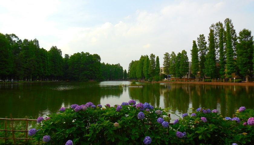 埼玉県の絶景スポット「別所沼」