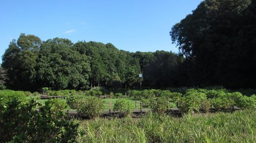 芹沢公園の絶景写真