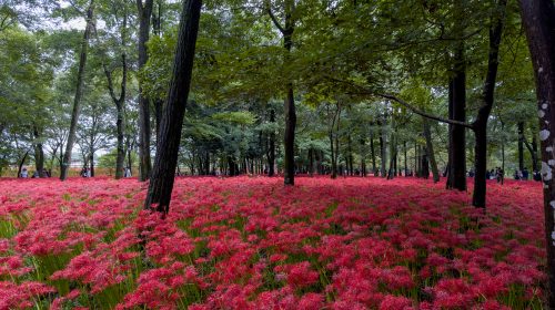 巾着田の絶景写真