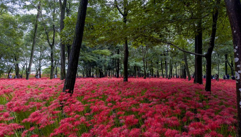 埼玉県の絶景スポット「巾着田」