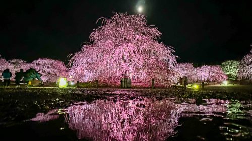 鈴鹿の森庭園の絶景写真
