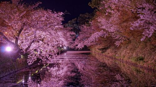 弘前公園の桜の絶景写真