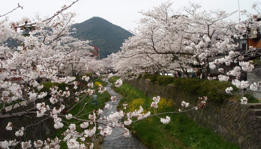 山口県の絶景スポット「一の坂川」
