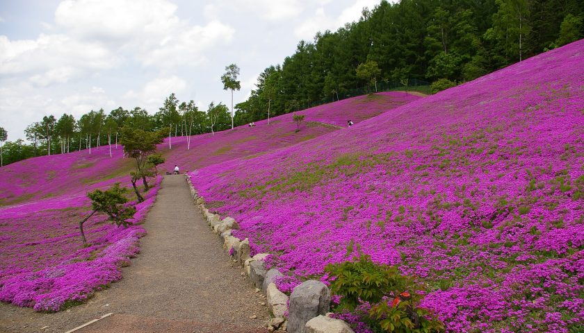 北海道の絶景スポット「滝上芝桜公園」