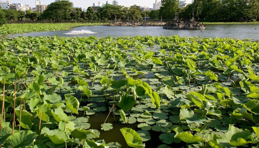 東京都の絶景スポット「上野 不忍池のハス」