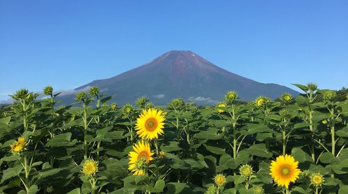 山中湖 花の都公園の夏花の絶景写真