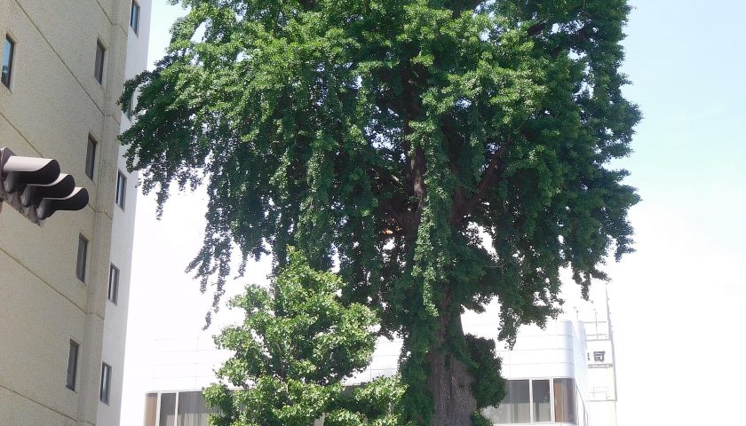 宮崎県の絶景スポット「大いちょう展望台」