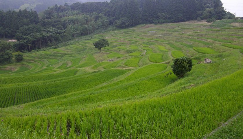 千葉県の絶景スポット「大山千枚田」