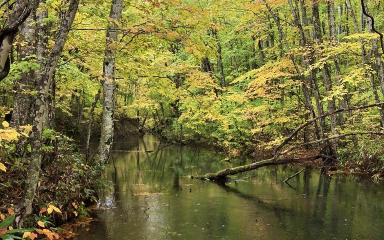 青森県の絶景スポット「蔦沼」