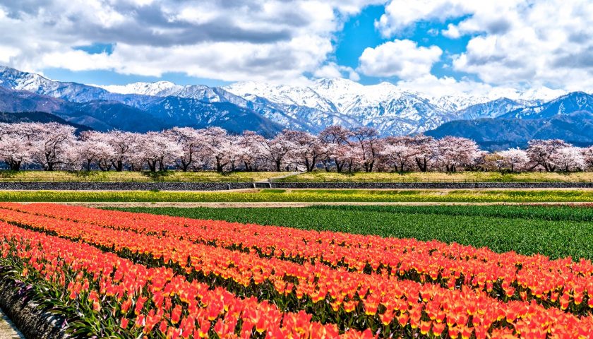 富山県の絶景スポット「あさひ舟川 春の四重奏」
