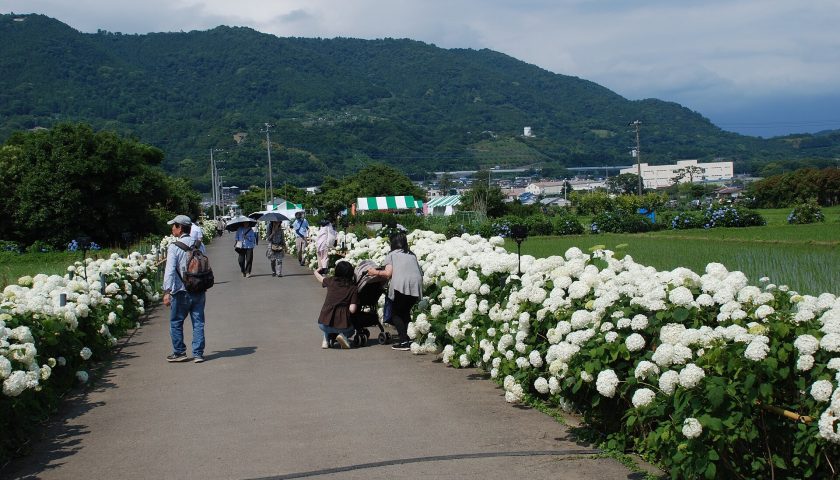 神奈川県の絶景スポット「開成町あじさいの里」