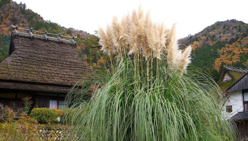 京都府の絶景スポット「美山かやぶきの里」