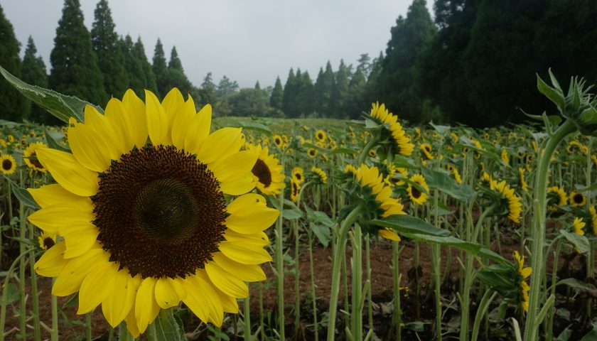 大分県の絶景スポット「くじゅう花公園」