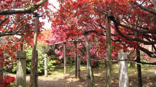 つつじが岡公園の絶景写真