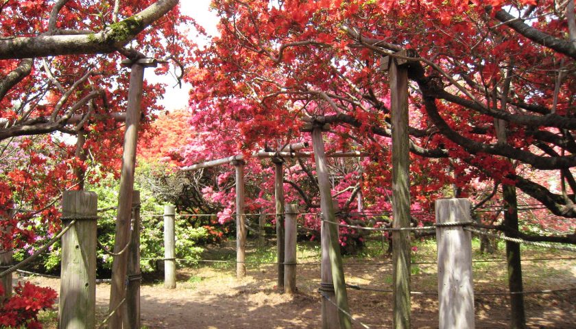 群馬県の絶景スポット「つつじが岡公園」