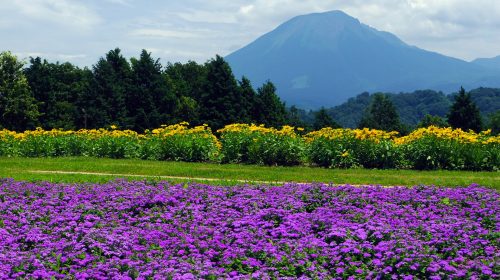 とっとり花回廊の絶景写真