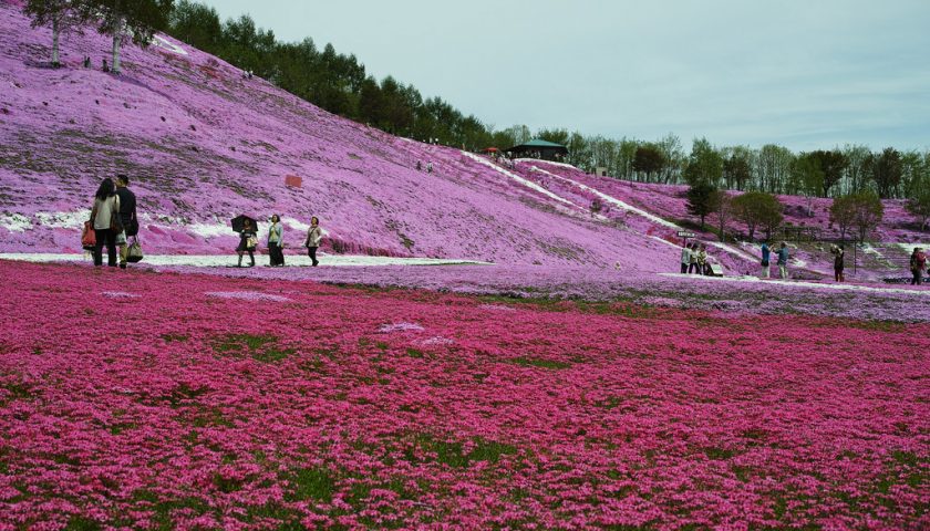 北海道の絶景スポット「ひがしもこと芝桜公園」