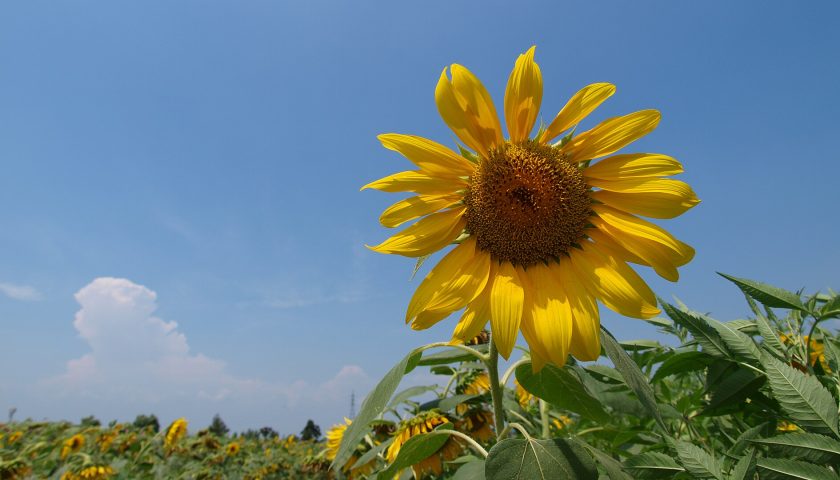 兵庫県の絶景スポット「ひまわりの丘公園」