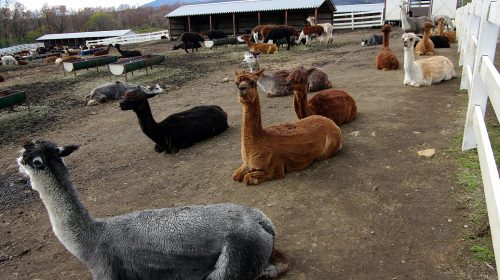 那須アルパカ牧場の絶景写真