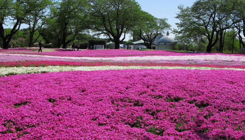 群馬県の絶景スポット「ザ・トレジャーガーデン」
