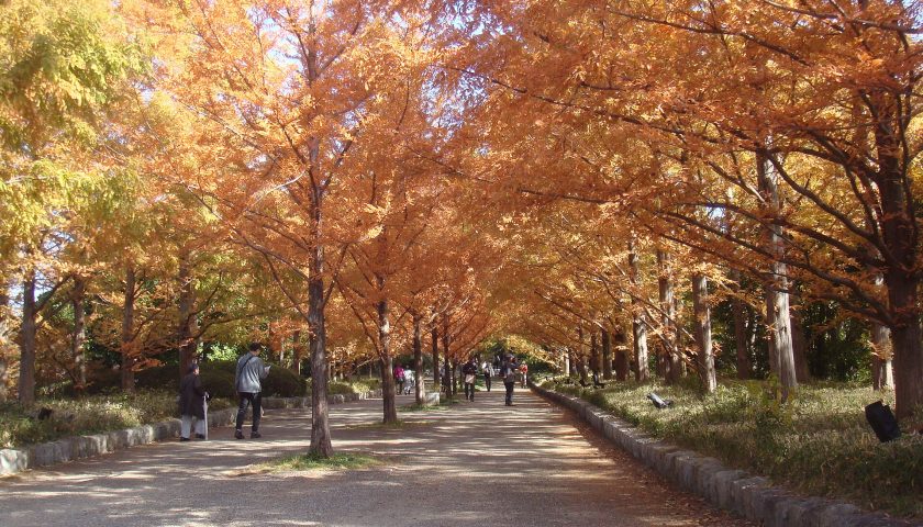 滋賀県の絶景スポット「メタセコイア並木」