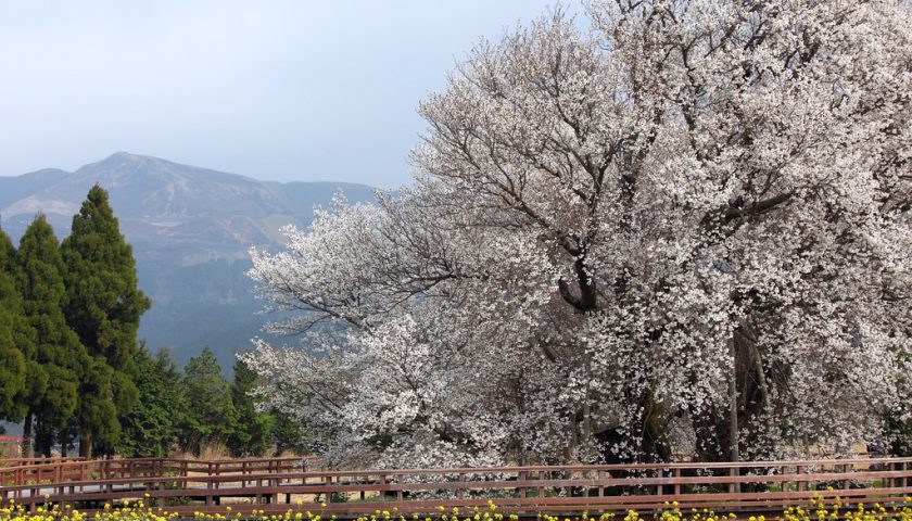 熊本県の絶景スポット「一心行の大桜」