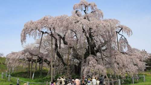 三春滝桜の絶景写真