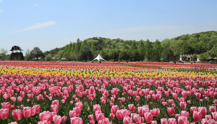 広島県の絶景スポット「世羅高原農場」