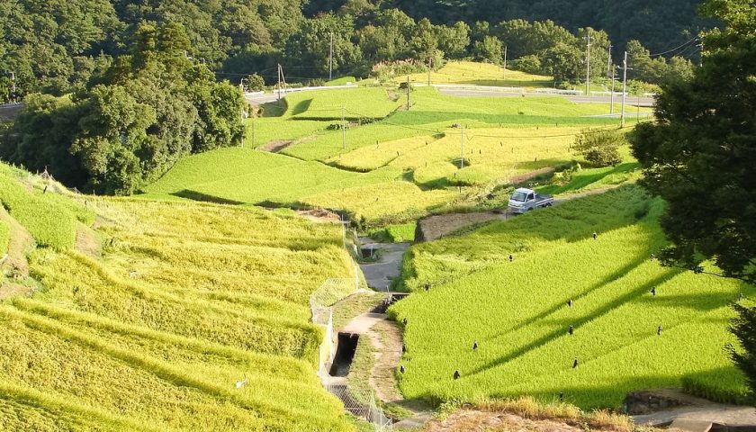 香川県の絶景スポット「中山千枚田」