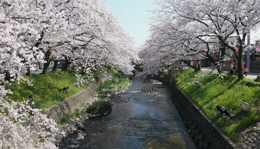 岐阜県の絶景スポット「五条川」