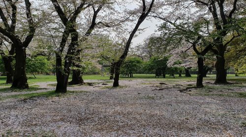代々木公園の絶景写真